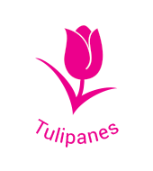 Tulipanes