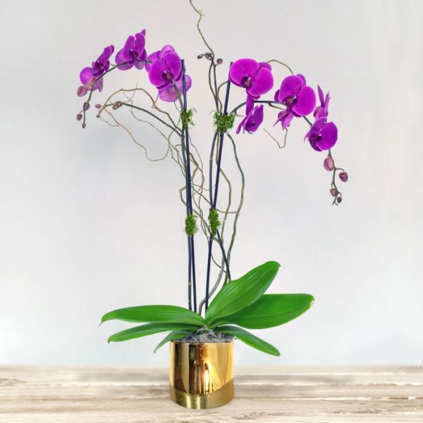 Orquídea Gold en base dorada