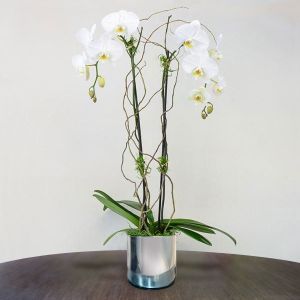 Orquídea Phalaenopsis en plena floración - FioriShop